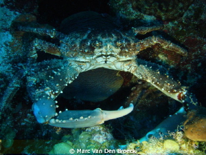 big crab by Marc Van Den Broeck 